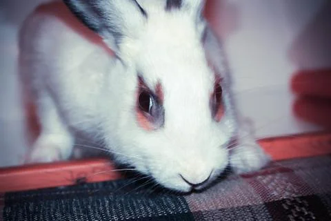 Portrait of a rabbit Stock Photos