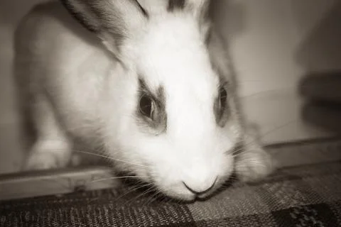 Portrait of a rabbit Stock Photos