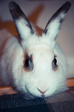 Portrait of a rabbit Stock Photos