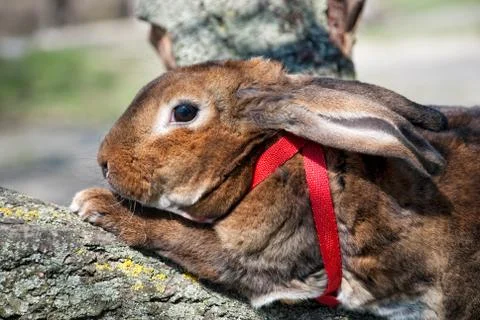 Portrait of a rabbit Stock Photos