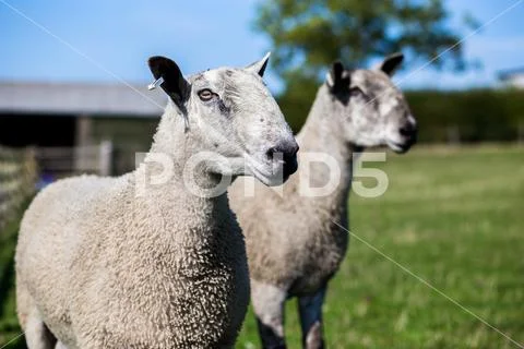 Portrait of ram with second ram behind him out of focus Stock Photos