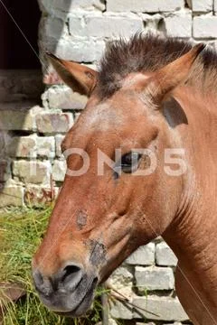 Portrait of a rare brown horse Equus ferus przewalskii Stock Photos
