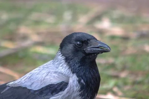 Portrait of a raven. Stock Photos