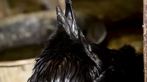 Portrait of Raven sitting in an aviary. Stock Footage 310052642