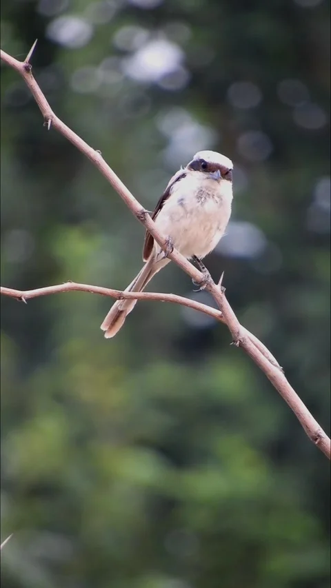Portrait Of Red Backed Shrike - Vertical Footage Stock Footage 340163698