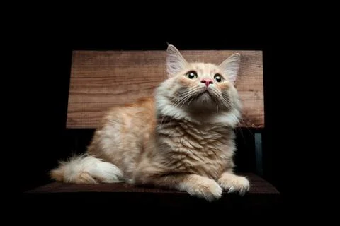 Portrait of a red cat on a black background Fotos Stock