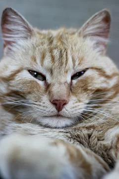 Portrait of a red cat looking at the camera Stock Photos