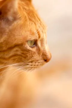 Portrait of red cat Stock Photos