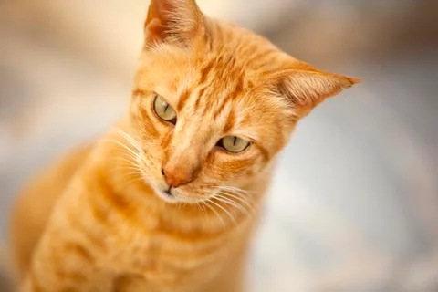 Portrait of red cat Stock Photos