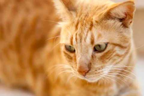 Portrait of a red cat. Stock Photos