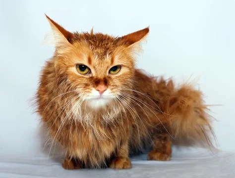 Portrait of a red cat Stock Photos