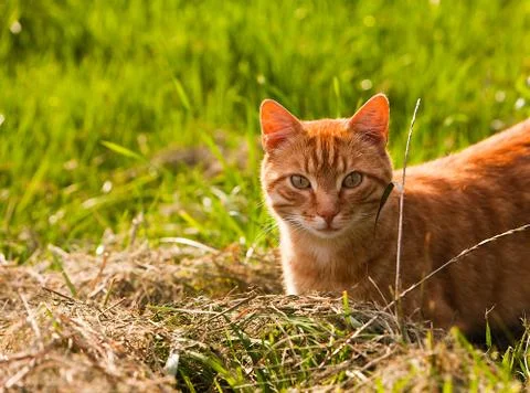 Portrait of a red cat Stock Photos