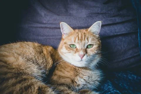 Portrait of a red cat Stock Photos