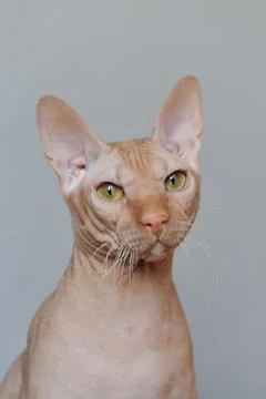 Portrait of a red cat Stock Photos