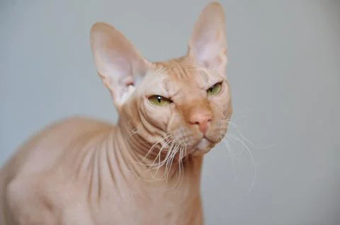 Portrait of a red cat Stock Photos