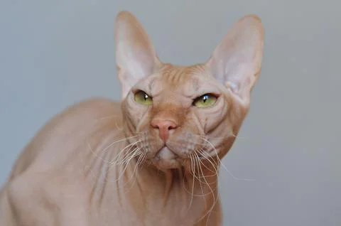 Portrait of a red cat Stock Photos