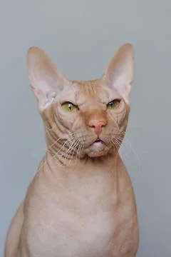 Portrait of a red cat Stock Photos