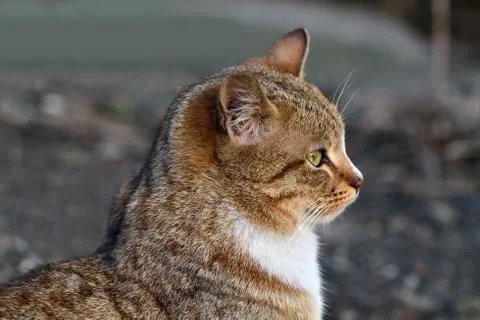 Portrait of a red cat in profile Stock Photos