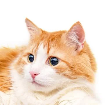Portrait of red cat on white background Stock Photos