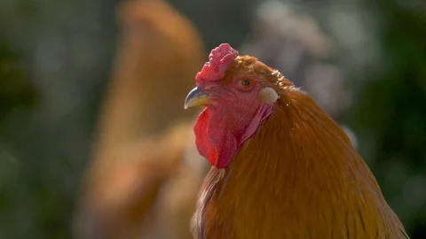 Portrait of a red cock Stock Footage 91399089