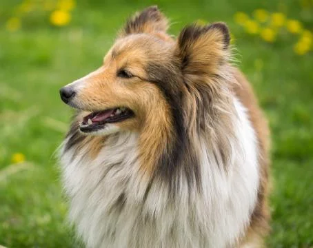Portrait of a red collie dog on a background of bright green grass. Stock Photos