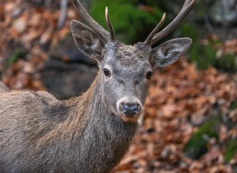 Portrait of a red deer in close-up Stock Photos