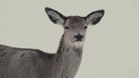 Portrait Of A Red Deer Hind Standing In Winter Landscape. Close Up Stock Footage 235659976