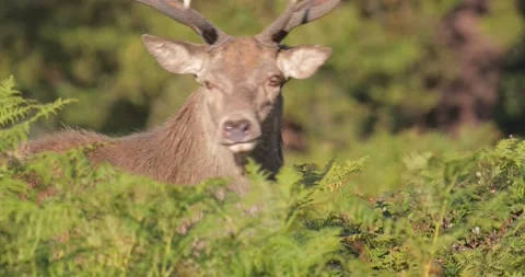 Portrait of Red deer stag standing in ferns in autumn meadow Stock Footage 325225049