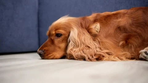 Portrait of a red English Cocker Spaniel lying on the floor Stock Footage 313493664