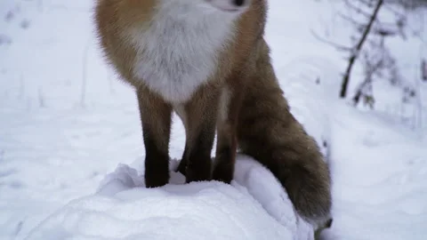 Portrait of a red fox close-up in winter. Stock Footage 194033435