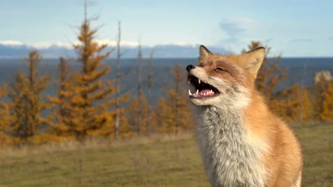 Portrait of a Red fox in the forest during the autumn Vídeo Stock 161949025