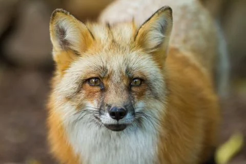 Portrait of Red Fox in the forest Stock Photos