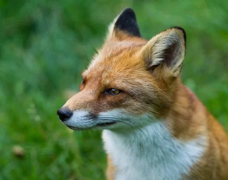 Portrait of Red Fox in the forest Stock Photos
