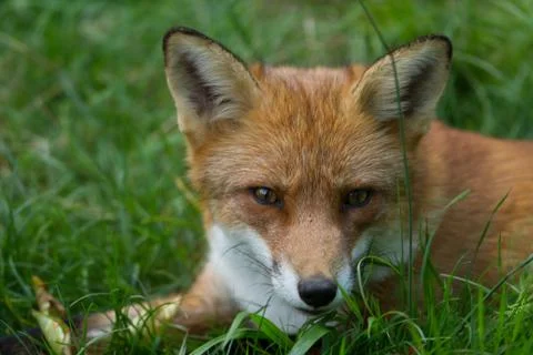 Portrait of Red Fox in the forest Foto stock