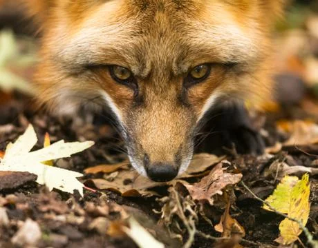 Portrait of Red Fox in the forest Stock Photos