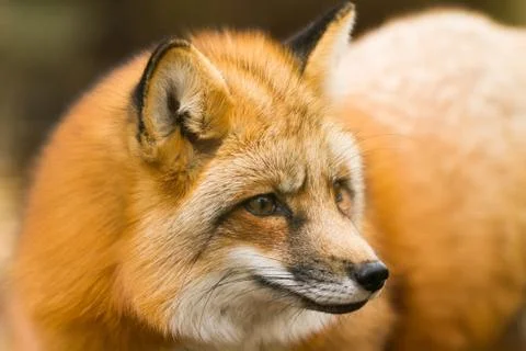 Portrait of Red Fox in the forest Stock Photos