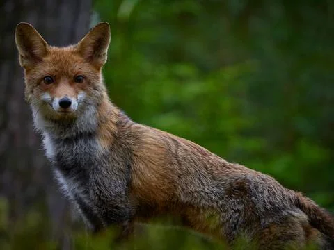 Portrait of red fox in forest Stock Photos