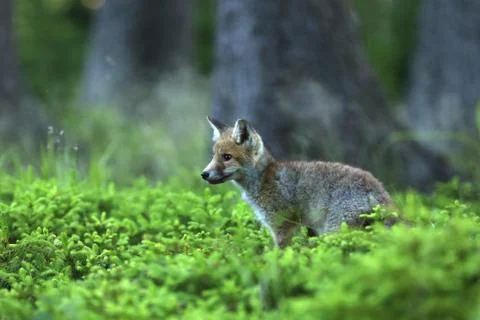 Portrait of red fox  largest  of true foxes - Vulpes vilpes Foto stock