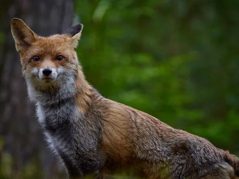 Portrait of red fox looking at the camera in forest Stock Photos