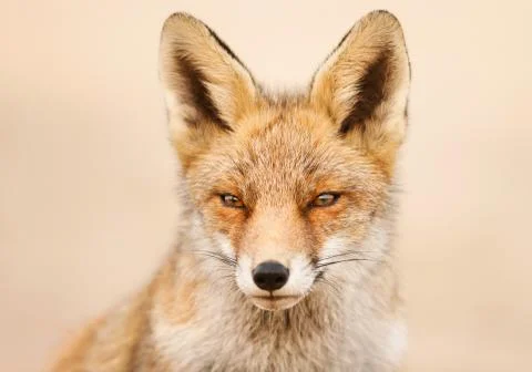 Portrait of a red fox Stock Photos
