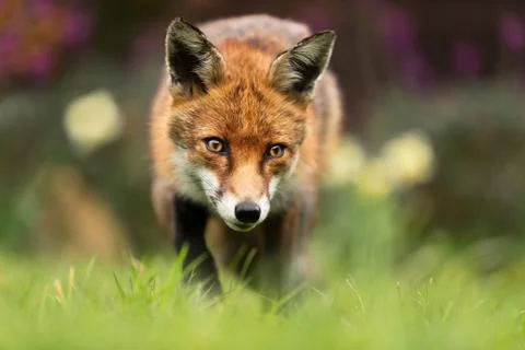 Portrait of a Red fox Stock Photos