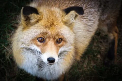 Portrait of a red fox Stock Photos