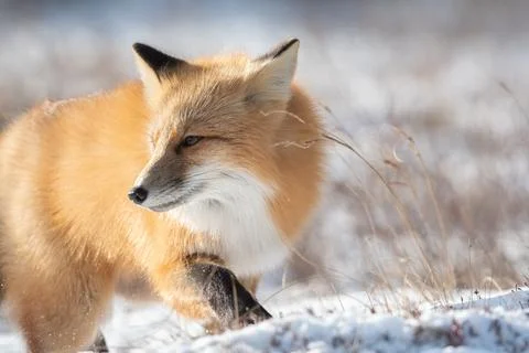 Portrait of a red fox Stock-Fotos