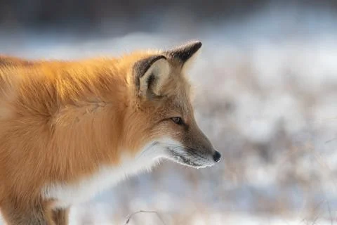 Portrait of a red fox 스톡 사진