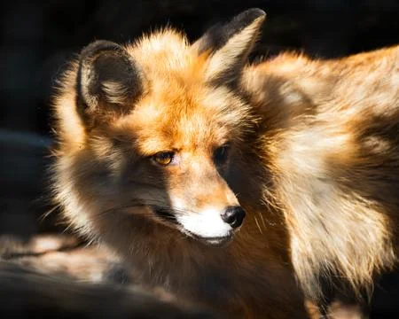 Portrait of a Red Fox Stock Photos