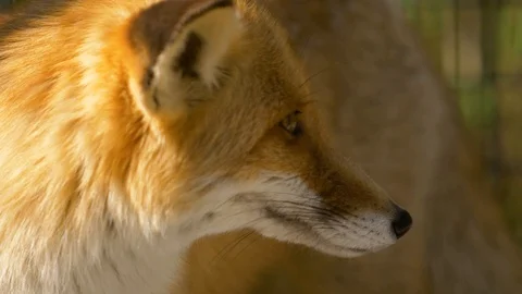 Portrait of a red fox in profile Stock Footage 91400172