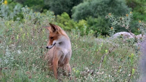 Portrait red fox Vulpes vulpes on a beautiful background Stock-Footage 219430242