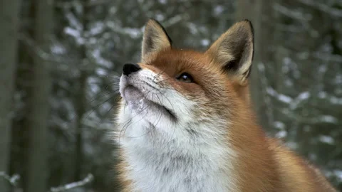 Portrait of a Red fox in winter. The fox... | Stock Video | Pond5