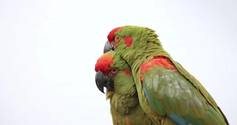 Portrait of a Red-fronted Macaw Stock Footage 157588969