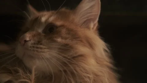 Portrait, red ginger cat, cute domestic pet at home Stock Footage 311450664